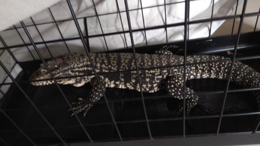 Insólito: festejó Año Nuevo con un lagarto en su casa porque Defensa Civil no se lo quiso llevar