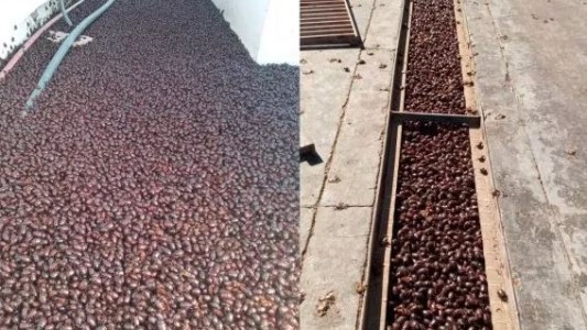 Alerta por una invasión de cascarudos en La Pampa