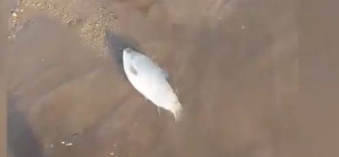 VIDEO: Aparecen peces muertos en Río Cuarto