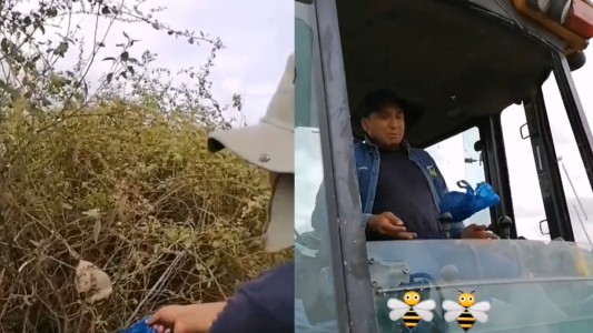 Broma pesada: guardaron un panal de abejas en una bolsa y se lo dieron como obsequio a un amigo