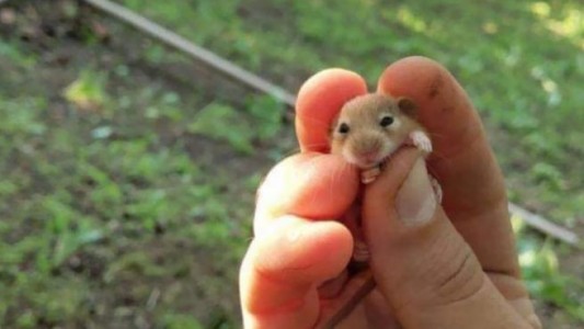 Sospechosos de provocar un brote de coronavirus, sacrificarán a miles de hámsteres en Hong Kong