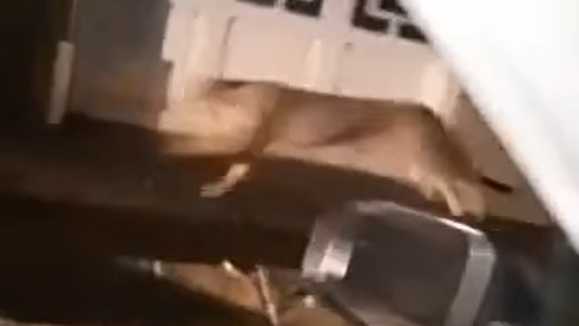 VIDEO: un pueblo conmovido por la aparición de un puma en pleno centro