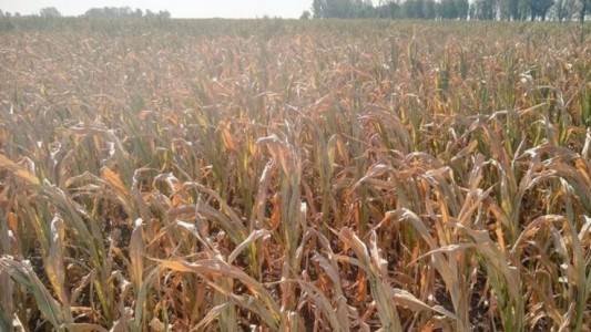 Entre Ríos declaró la emergencia agropecuaria debido a las sequías y las altas temperaturas
