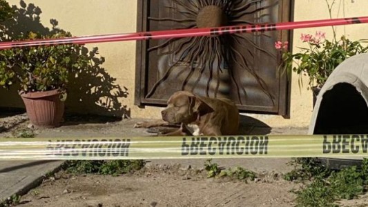 El perro de una periodista asesinada en México la sigue esperando en la puerta de su casa - #FlashChat