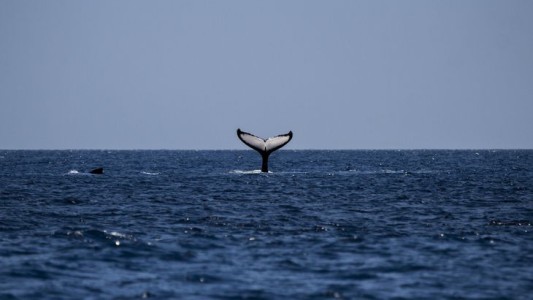 Video: Ballenas jorobadas sorprendieron a los turistas en las playas de Pinamar