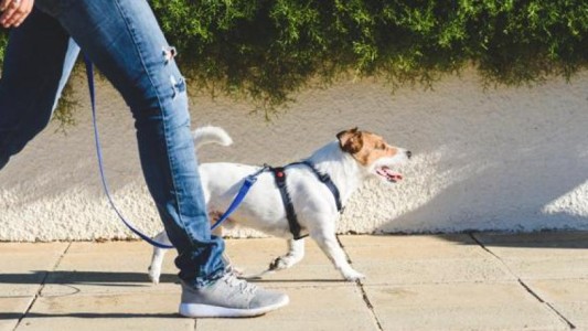 Multaron a una mujer que no levantó la caca de su perro tras averiguar su ADN