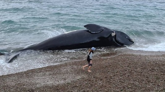 Casi medio centenar de ballenas aparecieron muertas en Península Valdés durante el 2021