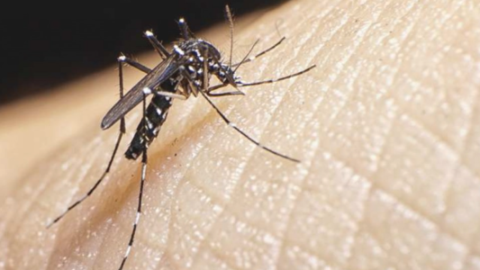 Rosario: una mujer llegó de Brasil con dengue y coronavirus a la vez