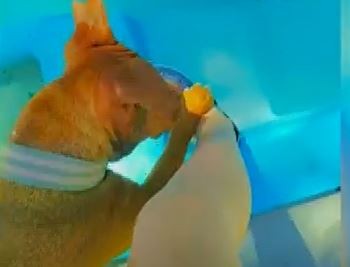 Perra guardavidas: Juana no quiere que su dueña se meta a la pileta