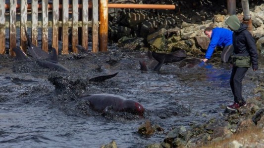 Decenas de delfines encallaron en las costas de Ushuaia