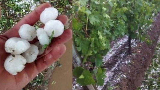 Declaran emergencia y desastre agropecuarios en distritos de Mendoza afectados por granizo