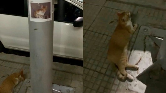 Encontró a un gatito perdido que estaba abajo de su cartel de se busca