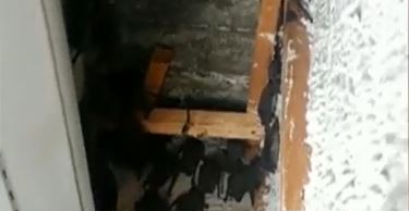 Invasión de murciélagos en La Plata