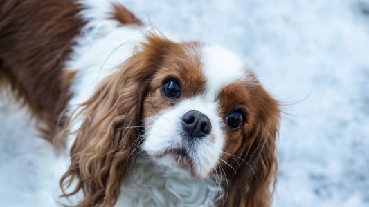 Prohibieron la cría de dos razas de perros por las enfermedades que experimentan