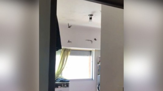Video: invasión de murciélagos en un departamento de La Plata