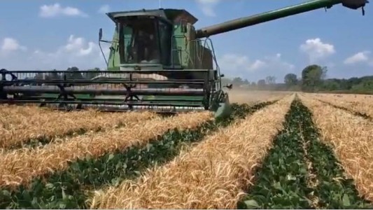 Los cereales tocan precios récord en Europa por la invasión a Ucrania