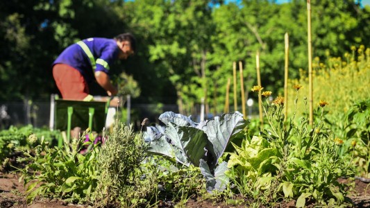 Colonia Almada es la primera ciudad del país con verdulería estatal