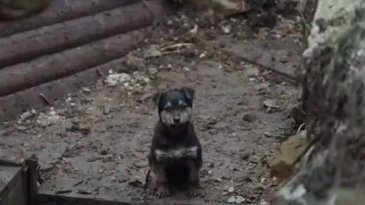 La historia de "Rambo", un perrito que fue rescatado por los soldados ucranianos en medio de los bombardeos rusos