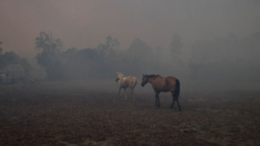Continúan los rescates de animales afectados por los incendios en Corrientes
