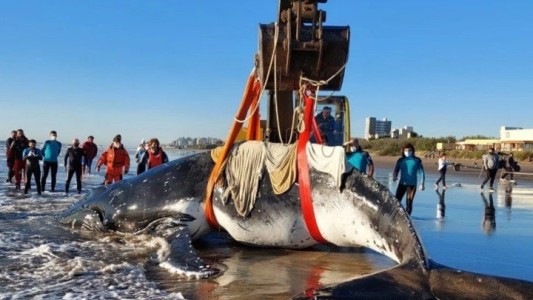 En 2021 aumentó casi un 50% la cantidad de fauna marina hallada muerta en la costa bonaerense