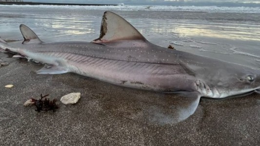 Foto viral y polémica: qué descubrieron especialistas tras la aparición de un tiburón de casi dos metros y medio en Mar del Plata