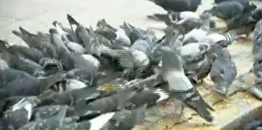 "Mis vecinos me odian", afirma la mujer que le da de comer a cientos de palomas