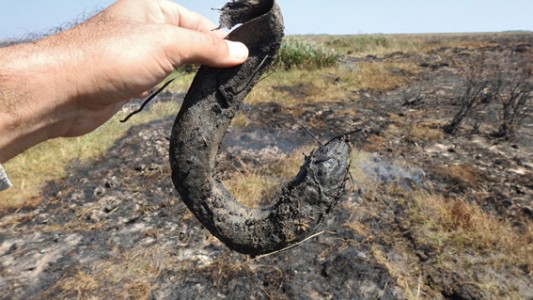 Incendios en Corrientes: el Conicet Santa Fe estudia el impacto sobre la fauna silvestre