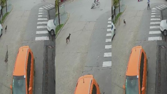 Inesperado: Un avestruz a gran velocidad chocó a una ciclista en pleno centro de Ranchos