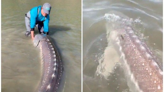 Video: pescó un esturión de 270 kilos y más de 100 años