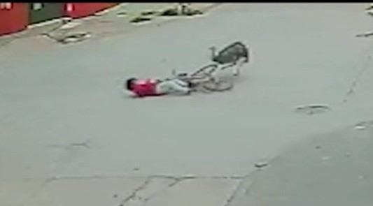 Ñandú golpeó a ciclista: la mujer sufrió traumatismo de cráneo y está internada