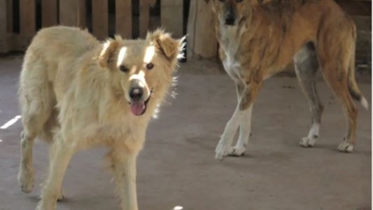 Perros abandonados: casi 7 de cada 10 sanjuaninos dijeron que en su barrio hay alguna jauría peligrosa