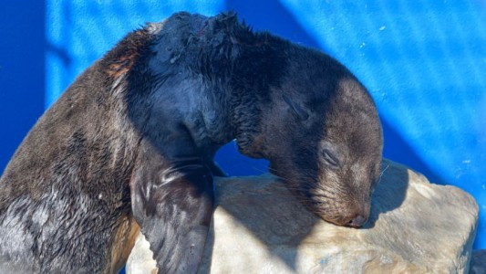 Video: Así curaron a un lobo marino herido en el cuello por un zuncho plástico
