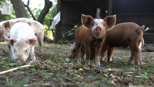 Nuevos casos de triquinosis en Córdoba