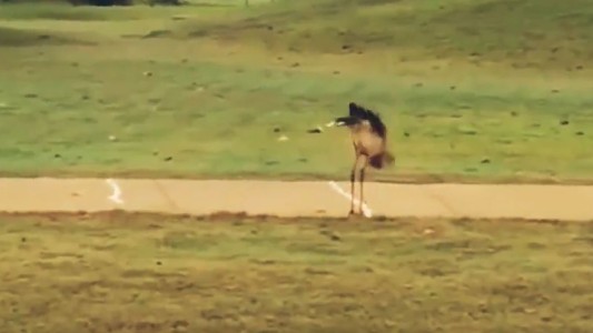 La reacción de un pájaro al descubrir que las pelotas de golf rebotan