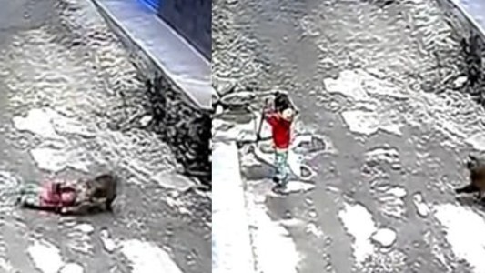 Video: el momento en el que un mono intenta secuestrar una nena de 3 años