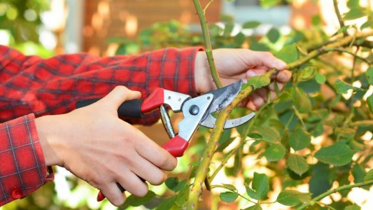 Riego en otoño, menos agua y más nutrientes