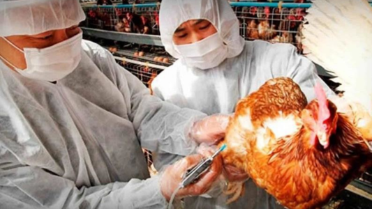 China registra el primer caso de gripe aviar H3N8 en humanos