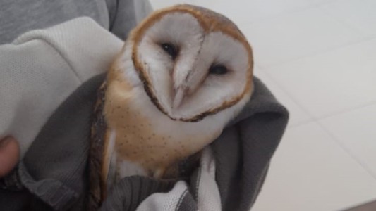 Rescataron a un búho del interior de un shopping