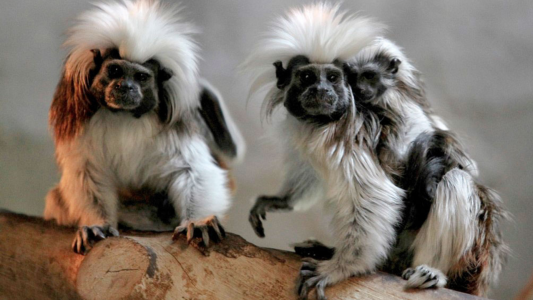 Nacen monos en el zoo de Cali y prometen recuperar la especie