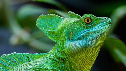 El 20% de los reptiles se encuentran en "peligro de extinción"