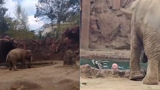 Una elefanta alertó al cuidador que un antílope se ahogaba y ayudó a rescatarlo