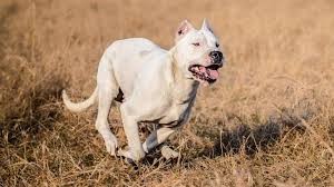 Un perro atacó brutalmente a una mujer en Unquillo