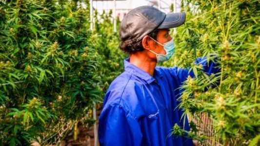 El Gobierno de Tailandia regalará un millón de plantas de marihuana: cuál es la única condición para recibir una
