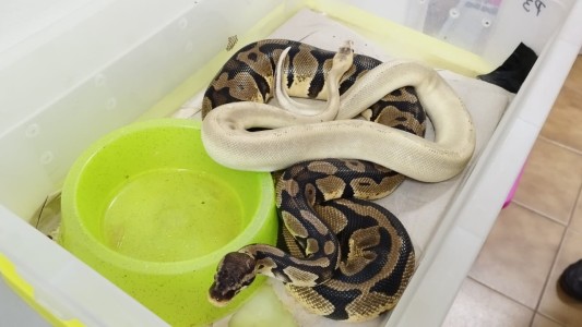 Secuestran 65 animales exóticos de una vivienda en barrio Jardín