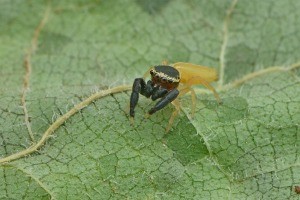 Misiones: Descubren una nueva especie de araña saltarina a la que bautizan "Patoruzito"