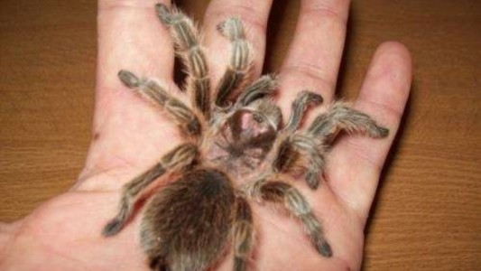 Arañas por correo: un comercio mundial sin control