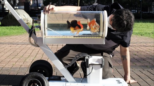 Video: el hombre que saca a pasear a sus peces a la calle