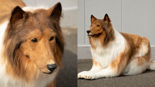 El japonés que consiguió el disfraz perfecto y ahora vive como un perro