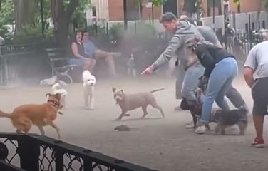Video: caos por una rata gigante que apareció en un parque para perros de Nueva York