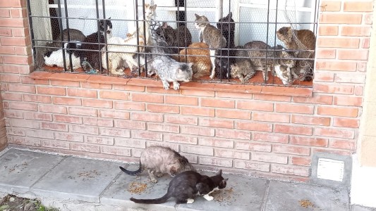Desalojan una vecina y encuentran más de 70 gatos en la casa